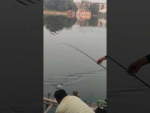 Hook fishing #shorts #short #fishing #fish #ytshort #shortsfeed #viralvideo #carp #trending