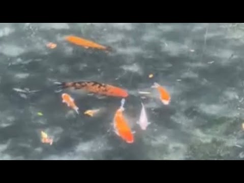 欣賞魚游