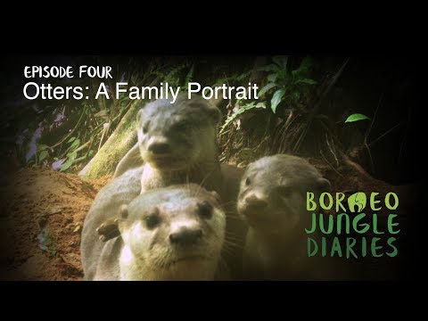 Borneo Jungle Diaries: Episode Four - Otters: A Family Portrait [UHD/4K] SZtv