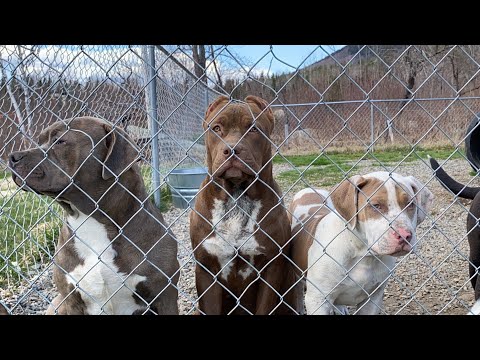 Penny, Stryker, Georgia and Bella playing in the sun