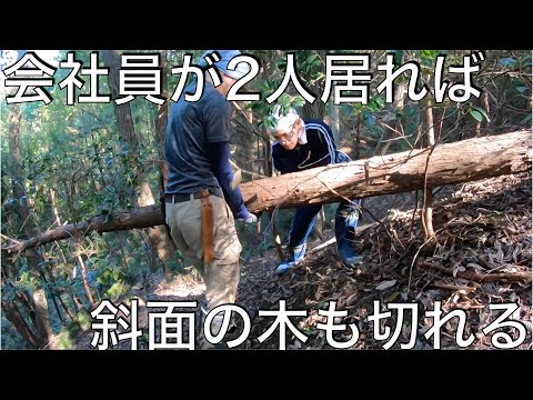 会社の先輩の休日も使えば、斜面の木も余裕で切れる【山開拓】#19