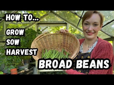 HOW TO SOW, GROW AND HARVEST BROAD BEANS - FROM PLOT TO PLATE