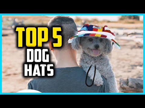 ✅Top 5 Best Dog Hats in 2025