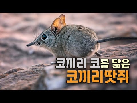 An elephant shrew that resembles an elephant's trunk.