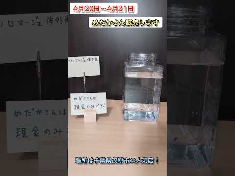 4月20日〜4月21日千葉県茂原市の人気店でお得！？めだかさんの販売します。売り切れ次第終了です！ミックスおまけあり？場所と値段はInstagramで当日発表。#メダカ#フロマージュ#安い#限定