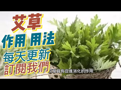 EP149 艾草Mugwort的好處與作用 常用方式  鎮靜和放鬆 促進血液循環 健康  養生 天然