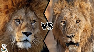 AFRICAN LION VS ASIATIC LION - Which is The Strongest?