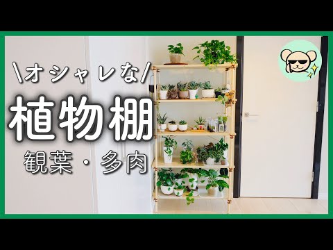 【多肉・観葉】植物用のラックを購入【大容量でオシャレ】【リアン・5段】