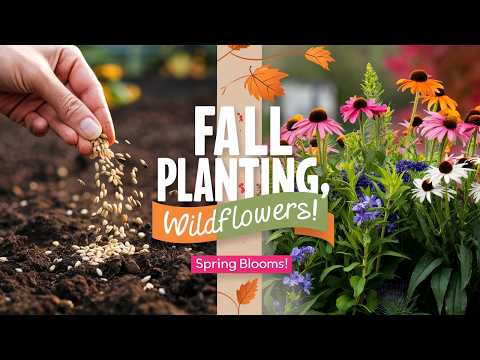 Planting Wildflower Seeds in Fall 🌼 | Simple Steps for a Beautiful Spring Garden!