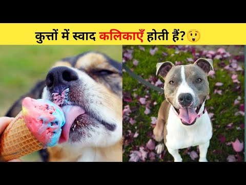 कुत्तों में स्वाद कलिकाएँ होती हैं?😲 | #shorts #dogs #shortsvideo