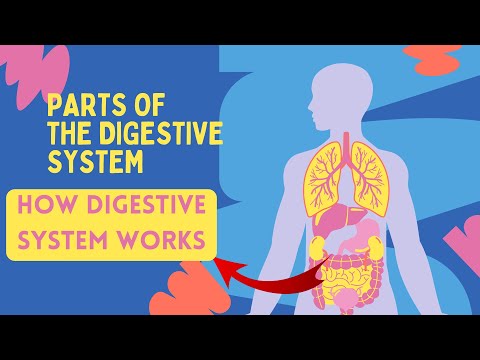 How Digestive System Works | Digestive System Parts & Its Functions