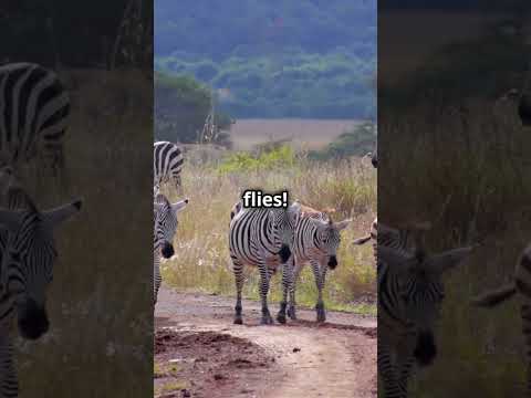 Why Zebras Have Stripes! #youtubeshorts #animals #wildlife #didyouknow #explore #learning #education