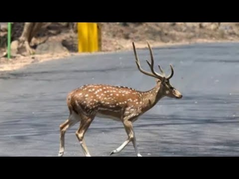 tirumala derpark green forest TTD #TTD #forest #tirumala