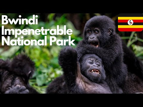 Exploring Bwindi Impenetrable National Park: Uganda's Hidden Gem