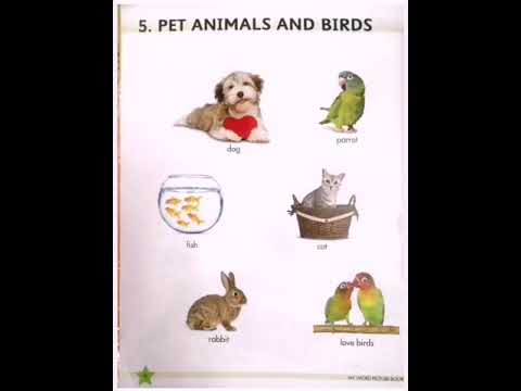 pet animals and birds || paltu ||gharo me pale jane wale animals #clock24 #niharika #animals #birds