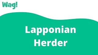 Lapponian Herder | Wag!