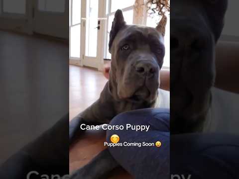 #canecorso #bluecanecorso #italianmastiff #canecorsopuppies #corso #italianmastiff