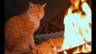 【大雨ソロキャンプ】ずぶ濡れ野良猫が雨宿りしに来て可愛すぎた