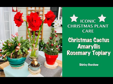 Christmas Plants Care Questions: CHRISTMAS CACTUS 🌿 AMARYLLIS 🌿ROSEMARY TOPIARY /Shirley Bovshow