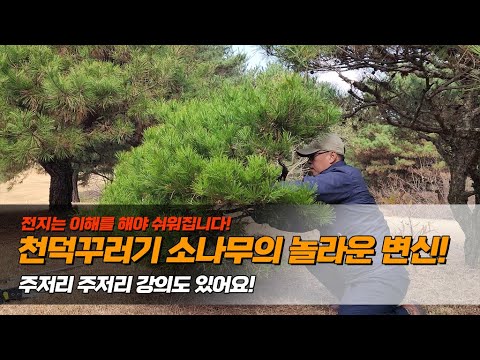 전지는 이해를 해야 쉬워집니다! 천덕꾸러기 소나무의 놀라운 변신.. 주저리 주저리 강의도 있어요!