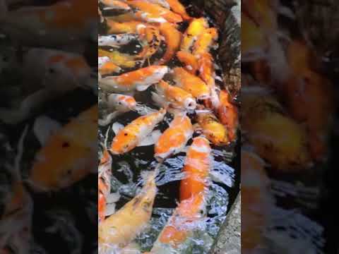 beauty of carp fish - backyard fish pond