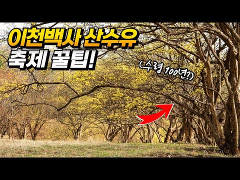 이천 백사 산수유마을 축제 주차장 셔틀버스 포토존 총정리! | 대중교통 당일치기 국내여행 | sping travel in Icheon, Korea