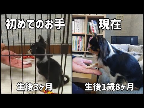 【しつけ】お手・おかわり・伏せ・待て のおさらい動画