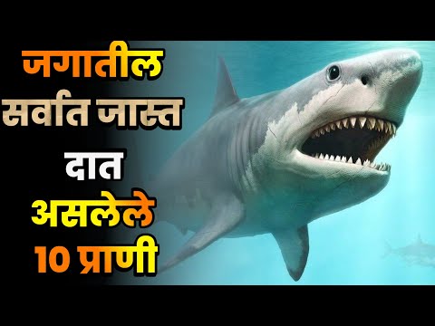 जगातील सर्वात जास्त दात असलेले 10 प्राणी||Top 10 Most teeth Animals in the world||Most teeth Animals