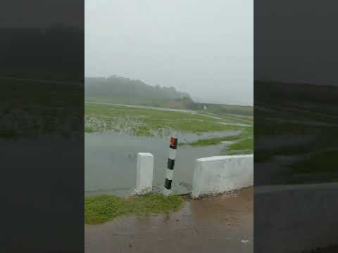 Heavy Rain On Paddy Field  #asmr #relax #sleep #stressrelief #keralamonsoonrain