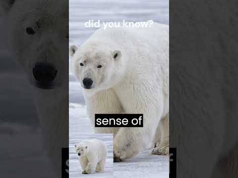 5 intresting #facts about #polar bear you never #know