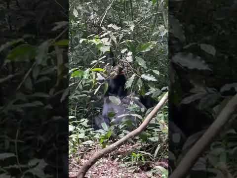 Chimpanzee Trekking #KibaleNationalPark #NatureExploration #WildlifeEncounter