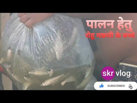 || मछली पालन हेतु रोहू मछली के बच्चे || Rohu Fish