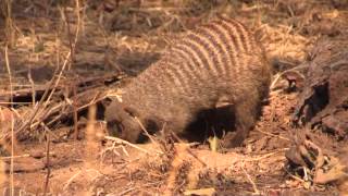 Banded mongoose Ruaha NP, Tanzania