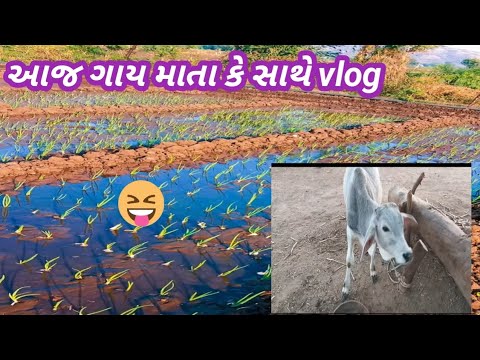 AAJ GAY MATA KE SATH || GAY MATA KE SATH VIDEO HINDI VLOGS