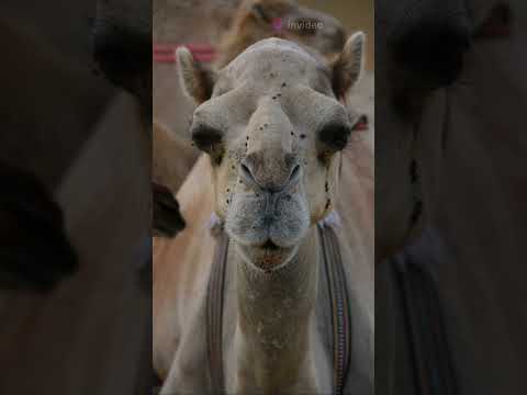 Today's animal is Camel. If you read this, we will start uploading at 10 AM.Eastern time Daily