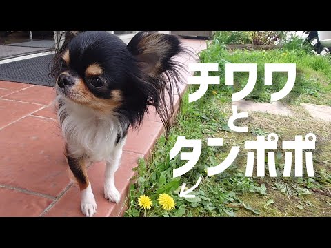 タンポポ咲いた庭で日向ぼっこするチワワ☆