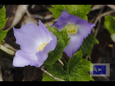 新潟県・神奈山のシラネアオイ／KANNASAN