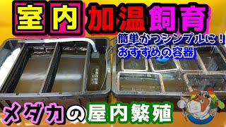 メダカの室内加温飼育におすすめの容器～屋内繁殖に向けた準備～