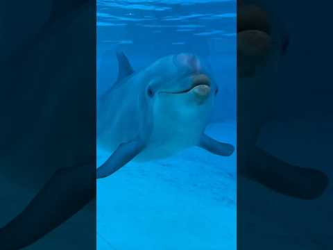 Dolphins Have Names? The Incredible Way Dolphins Communicate! #Dolphin #DolphinIntelligence  #Shorts