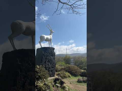 [제주여행]그냥 달리는 것만으로 기분이 상쾌해지는 1100도로 하늘도 맑게 열린 오늘 파릇파릇 생기가 더해져 더더욱 좋아요#제주여행 #1100도로 #오늘제주#jeju#shorts