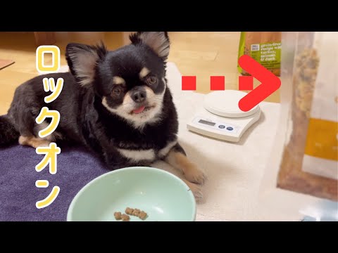 カリカリ嫌いの偏食チワワ　ココグルメさんを初めて食べたらロックオン！#チワワ #chihuahua #ココグルメ