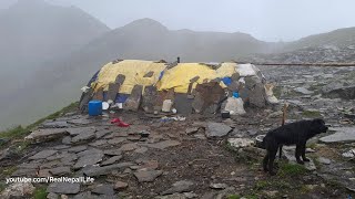 Naturally Peaceful And Relaxing Himalayan Sheep Shepherd Life in Rainy Season | Rural Life Nepal |