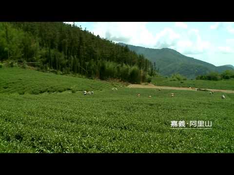 天涯共此時—嘉義．阿里山（採茶）（8：00 AM）