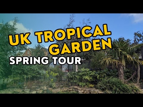 A spring tour around my UK tropical garden