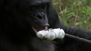 Bonobo builds a fire and toasts marshmallows - Monkey Planet: Preview - BBC