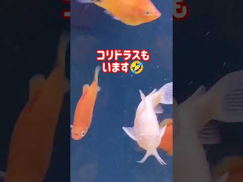 [金魚]　[熱帯魚]　こんな魚達もいます🥰　オレンジ水槽🤣