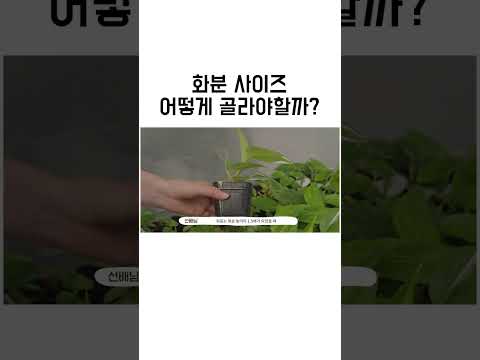 화분 사이즈는 어느정도가 적절할까?