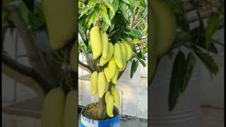 Mango tree Grafatting epic gardening tour gardening #viral  #trending #shorts