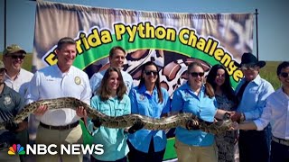 Florida wildlife authorities hold annual python challenge