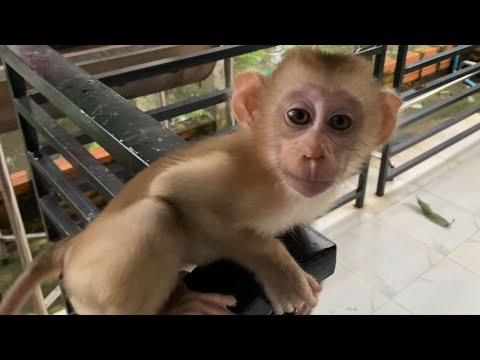 Little Adorable Baby Boy To Playing Outside Look Is Very Happy